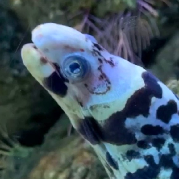 Meet your Posher - Picture 1 of 1